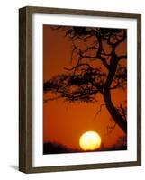 Silhouetted Tree Branches, Kalahari Desert, Kgalagadi Transfrontier Park, South Africa-Paul Souders-Framed Photographic Print