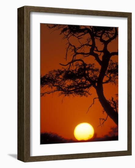 Silhouetted Tree Branches, Kalahari Desert, Kgalagadi Transfrontier Park, South Africa-Paul Souders-Framed Photographic Print