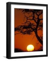 Silhouetted Tree Branches, Kalahari Desert, Kgalagadi Transfrontier Park, South Africa-Paul Souders-Framed Photographic Print