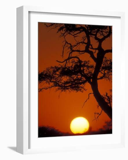 Silhouetted Tree Branches, Kalahari Desert, Kgalagadi Transfrontier Park, South Africa-Paul Souders-Framed Photographic Print