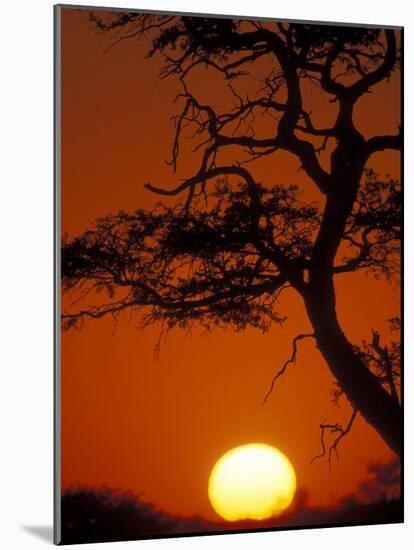Silhouetted Tree Branches, Kalahari Desert, Kgalagadi Transfrontier Park, South Africa-Paul Souders-Mounted Photographic Print