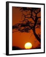 Silhouetted Tree Branches, Kalahari Desert, Kgalagadi Transfrontier Park, South Africa-Paul Souders-Framed Photographic Print