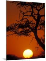 Silhouetted Tree Branches, Kalahari Desert, Kgalagadi Transfrontier Park, South Africa-Paul Souders-Mounted Photographic Print