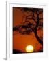 Silhouetted Tree Branches, Kalahari Desert, Kgalagadi Transfrontier Park, South Africa-Paul Souders-Framed Photographic Print