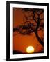 Silhouetted Tree Branches, Kalahari Desert, Kgalagadi Transfrontier Park, South Africa-Paul Souders-Framed Photographic Print