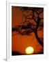 Silhouetted Tree Branches, Kalahari Desert, Kgalagadi Transfrontier Park, South Africa-Paul Souders-Framed Photographic Print