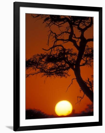 Silhouetted Tree Branches, Kalahari Desert, Kgalagadi Transfrontier Park, South Africa-Paul Souders-Framed Photographic Print