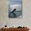 Silhouetted Water Skier-null-Photographic Print displayed on a wall