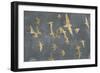 Silhouettes in Flight IV-Jennifer Goldberger-Framed Premium Giclee Print