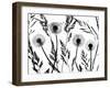 Silhouettes of Dandelion seed heads and grasses, UK-Ernie Janes-Framed Photographic Print