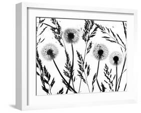 Silhouettes of Dandelion seed heads and grasses, UK-Ernie Janes-Framed Photographic Print