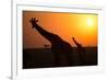 Silhouettes of giraffe (Giraffa camelopardalis) at sunset, Serengeti National Park, Tanzania, East -null-Framed Photographic Print