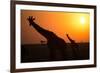 Silhouettes of giraffe (Giraffa camelopardalis) at sunset, Serengeti National Park, Tanzania, East -null-Framed Photographic Print