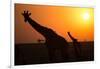 Silhouettes of giraffe (Giraffa camelopardalis) at sunset, Serengeti National Park, Tanzania, East -null-Framed Photographic Print