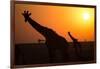 Silhouettes of giraffe (Giraffa camelopardalis) at sunset, Serengeti National Park, Tanzania, East -null-Framed Photographic Print