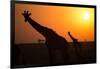 Silhouettes of giraffe (Giraffa camelopardalis) at sunset, Serengeti National Park, Tanzania, East -null-Framed Photographic Print