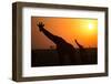 Silhouettes of giraffe (Giraffa camelopardalis) at sunset, Serengeti National Park, Tanzania, East -null-Framed Photographic Print