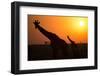 Silhouettes of giraffe (Giraffa camelopardalis) at sunset, Serengeti National Park, Tanzania, East -null-Framed Photographic Print