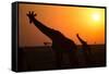 Silhouettes of giraffe (Giraffa camelopardalis) at sunset, Serengeti National Park, Tanzania, East -null-Framed Stretched Canvas