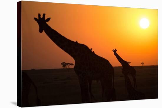 Silhouettes of giraffe (Giraffa camelopardalis) at sunset, Serengeti National Park, Tanzania, East -null-Stretched Canvas