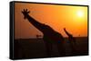 Silhouettes of giraffe (Giraffa camelopardalis) at sunset, Serengeti National Park, Tanzania, East -null-Framed Stretched Canvas