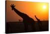 Silhouettes of giraffe (Giraffa camelopardalis) at sunset, Serengeti National Park, Tanzania, East -null-Stretched Canvas