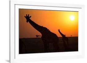 Silhouettes of giraffe (Giraffa camelopardalis) at sunset, Serengeti National Park, Tanzania, East -null-Framed Photographic Print