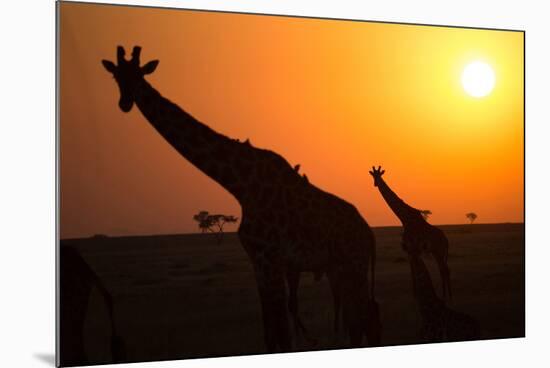 Silhouettes of giraffe (Giraffa camelopardalis) at sunset, Serengeti National Park, Tanzania, East -null-Mounted Photographic Print