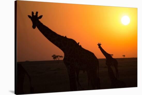 Silhouettes of giraffe (Giraffa camelopardalis) at sunset, Serengeti National Park, Tanzania, East -null-Stretched Canvas