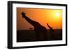 Silhouettes of giraffe (Giraffa camelopardalis) at sunset, Serengeti National Park, Tanzania, East -null-Framed Photographic Print