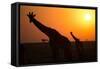 Silhouettes of giraffe (Giraffa camelopardalis) at sunset, Serengeti National Park, Tanzania, East -null-Framed Stretched Canvas