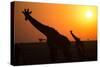 Silhouettes of giraffe (Giraffa camelopardalis) at sunset, Serengeti National Park, Tanzania, East -null-Stretched Canvas