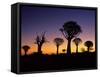 Silhouettes of Quiver Trees Aloe Dichotoma-Top-Pics Tbk-Framed Stretched Canvas