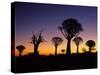 Silhouettes of Quiver Trees Aloe Dichotoma-Top-Pics Tbk-Stretched Canvas