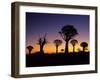 Silhouettes of Quiver Trees Aloe Dichotoma-Top-Pics Tbk-Framed Photographic Print