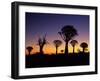 Silhouettes of Quiver Trees Aloe Dichotoma-Top-Pics Tbk-Framed Photographic Print