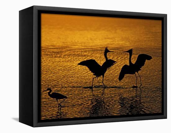 Silhouettes of Reddish Egrets Conduct Mating Dance in Gold-Colored Water-Arthur Morris-Framed Stretched Canvas