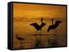 Silhouettes of Reddish Egrets Conduct Mating Dance in Gold-Colored Water-Arthur Morris-Framed Stretched Canvas