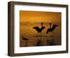 Silhouettes of Reddish Egrets Conduct Mating Dance in Gold-Colored Water-Arthur Morris-Framed Photographic Print