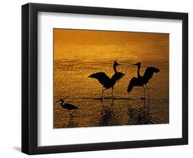 Silhouettes of Reddish Egrets Conduct Mating Dance in Gold-Colored Water-Arthur Morris-Framed Photographic Print