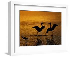 Silhouettes of Reddish Egrets Conduct Mating Dance in Gold-Colored Water-Arthur Morris-Framed Photographic Print