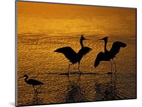 Silhouettes of Reddish Egrets Conduct Mating Dance in Gold-Colored Water-Arthur Morris-Mounted Photographic Print