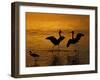 Silhouettes of Reddish Egrets Conduct Mating Dance in Gold-Colored Water-Arthur Morris-Framed Photographic Print