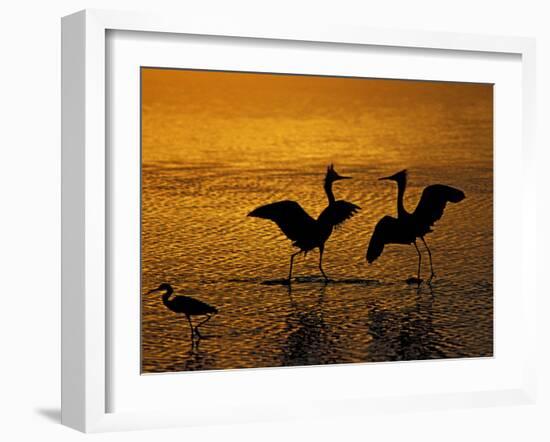 Silhouettes of Reddish Egrets Conduct Mating Dance in Gold-Colored Water-Arthur Morris-Framed Photographic Print