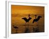 Silhouettes of Reddish Egrets Conduct Mating Dance in Gold-Colored Water-Arthur Morris-Framed Photographic Print