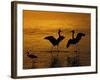 Silhouettes of Reddish Egrets Conduct Mating Dance in Gold-Colored Water-Arthur Morris-Framed Photographic Print