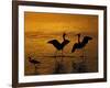 Silhouettes of Reddish Egrets Conduct Mating Dance in Gold-Colored Water-Arthur Morris-Framed Photographic Print