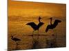 Silhouettes of Reddish Egrets Conduct Mating Dance in Gold-Colored Water-Arthur Morris-Mounted Photographic Print