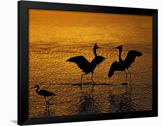 Silhouettes of Reddish Egrets Conduct Mating Dance in Gold-Colored Water-Arthur Morris-Framed Photographic Print