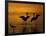 Silhouettes of Reddish Egrets Conduct Mating Dance in Gold-Colored Water-Arthur Morris-Framed Photographic Print